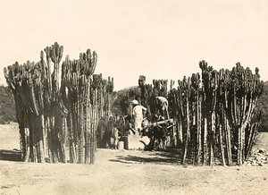 फासीवादी युग में 'बिल्डिंग ए एम्पायर': वेल एट नैकफा, 09/05/1936 (बी/डब्ल्यू फोटो) द्वारा मोडेस्टिनो बाल्डिनेटी