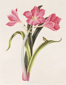 रॉबर्ट हेवेल (1769-1832), पब द्वारा उत्कीर्ण &39;हेलेकंड्रियन पौधों का चयन&39; से अमरिलिस पुरपुरिया, प्लेट 39। 1831-1834 द्वारा श्रीमती एडवर्ड बरी
