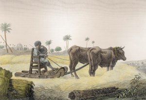 हार्वेस्टिंग कॉर्न, वॉल्यूम II आर्ट्स एंड ट्रेड्स ऑफ &39;मिस्र का वर्णन&39;, पब से। नेपोलियन के आदेश के तहत, 1822 (बाद में उपनिवेश)
