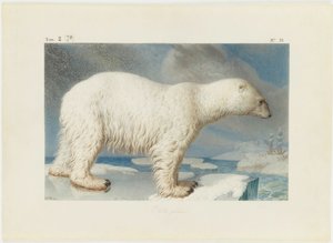 ध्रुवीय भालू, 1796। द्वारा निकोलस मारेचालू