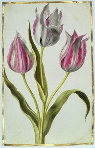 ट्यूलिप, c.1675 (वेल्लम पर गौचे) द्वारा निकोलस रॉबर्ट