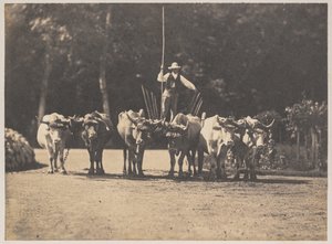  द्वारा ओलम्पे अगुआडो