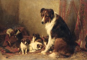 उसकी पिल्ले के साथ एक Collie