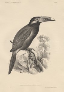 सेलेनिडेरा स्पेक्टाबेलिस, बोवेन अंडर कंपनी में लिथो, 1850 द्वारा ओटो कोहोलर