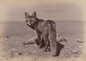 [फॉक्स], 1886। द्वारा ओटोमर अंसचुत्ज़ी