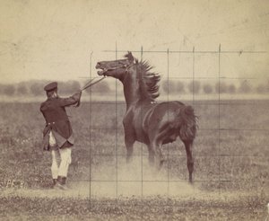 घोड़ा, 1884. द्वारा ओटोमर अंसचुत्ज़ी