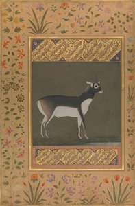 ब्लैक बक, शाहजहाँ एल्बम से फोलियो, रेक्टो: सीए। 1615-20, छंद: सीए। 1530-50। द्वारा मनोहर को पेंटिंग का श्रेय