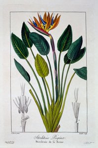 बर्ड ऑफ पैराडाइज या क्रेन फ्लावर, पब। 1836.