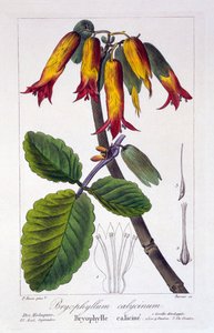 ब्रायोफिलम कैलिसिनम, पब। 1836
