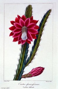 कैक्टस, पब। 1836.