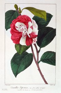 कैमेलिया जपोनिका, पब। 1836.