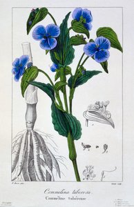 कॉमेलिना ट्यूबरोसा, पब। 1836 द्वारा पैनाक्रे बेसा