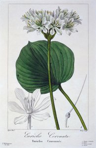 यूरिकल्स कोरोनाटा, पब। 1836