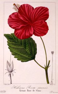 हिबिस्कस: एच। रोजा-सिनेंसिस, पब। 1836.