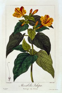 इपोमिया दुर्गा, पब। 1836 द्वारा पैनाक्रे बेसा