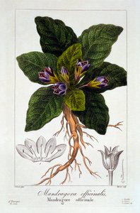 विषैला पौधा: मंदरागोरा ऑफिसिनेरम, पब। 1836.