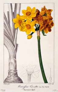 नार्सिसस तज़ेटा, पब। 1836. द्वारा पैनाक्रे बेसा
