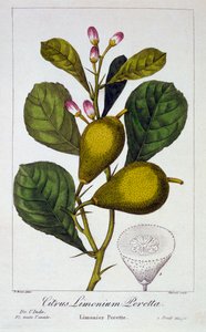 पेरेटा लेमन, पब। 1836. द्वारा पैनाक्रे बेसा