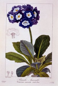 प्रिमुला ऑरिकुला, पब। 1836.