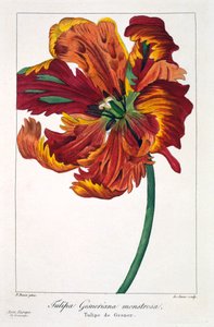 ट्यूलिप 'फायरबर्ड', पब। 1836.