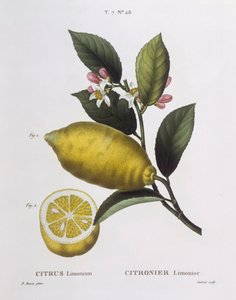 लेमन (साइट्रस लिमोनियम), हेनरी लुई डुहामेल डू मोंसेउ, पैनक्रेस बेसा द्वारा वानस्पतिक प्लेट