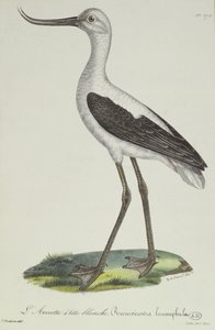 व्हाइट हेडेड एवोकेट, 19 वीं सदी की शुरुआत (रंग उत्कीर्णन)