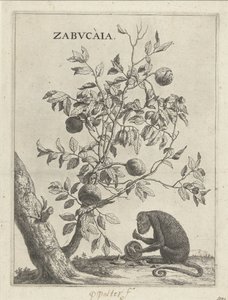 Zabucaiaboom और एक आप Zabvcàia (वस्तु पर शीर्षक) द्वारा पॉल पॉटर