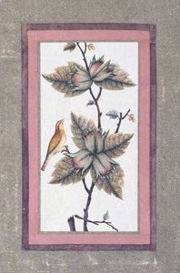 बर्ड एंड फ्लावर स्टडी, c.1780
