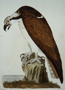 द बाल्ड बज़र्ड, 'द ब्रिटिश जूलॉजी, क्लास II: बर्ड्स' की प्लेट, पीटर माज़ेल द्वारा उकेरी गई (fl.1761-97) 1766 (उत्कीर्णन) द्वारा पीटर (बाद में) Paillou