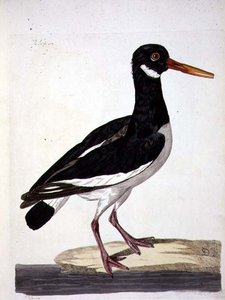 पीटर माज़ेल (fl.1761-97) 1766 (उत्कीर्णन) द्वारा उकेरी गई 'द ब्रिटिश जूलॉजी, क्लास II: बर्ड्स' की सी पाई या ऑयस्टरकैचर (हेमेटोपस ऑस्ट्रेलेगस) प्लेट द्वारा पीटर (बाद में) Paillou