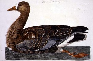 पीटर माज़ेल (fl.1761-97) 1766 (उत्कीर्णन) द्वारा उकेरी गई 'द ब्रिटिश जूलॉजी, क्लास II: बर्ड्स' से व्हाइट-फ्रंटेड गूज़ (एंसर अल्बिफ्रोन्स) प्लेट द्वारा पीटर (बाद में) Paillou