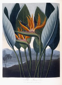 रानी, 1796-1807 द्वारा पीटर चार्ल्स हेंडरसन