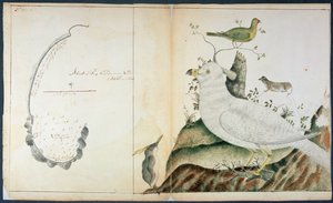 एडवेंचर बे का चार्ट, वैन डायमन्स लैंड, c.1773 (कागज पर पानी के रंग का) द्वारा पीटर फैनिन