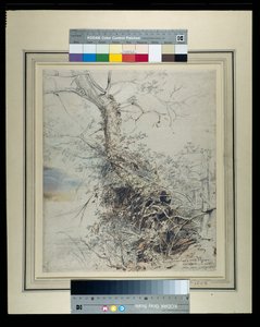 एक मरता हुआ पेड़, उसकी तना लकड़ी से ढका हुआ, एक बाड़ के पास, c.1618-20 (कागज पर धोने के साथ चाक पर कलम और स्याही) द्वारा पीटर पॉल रूबेन्स