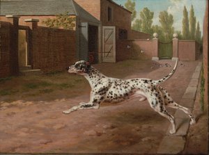 एक स्थिर यार्ड में चल रहा एक Dalmation द्वारा फिलिप रीनगले
