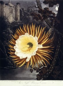 द नाइट ब्लोइंग सेरेस, 1800