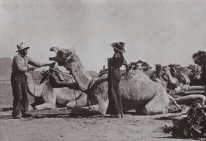 आदिवासियों के साथ ऊंट दल मध्य ऑस्ट्रेलिया में बाहरी पदों की आपूर्ति करते हैं (b/w photo) द्वारा फोटोग्राफर ऑस्ट्रेलियाई