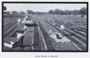 रेनमार्क पर किशमिश सुखाना (बी/डब्ल्यू फोटो) द्वारा फोटोग्राफर ऑस्ट्रेलियाई