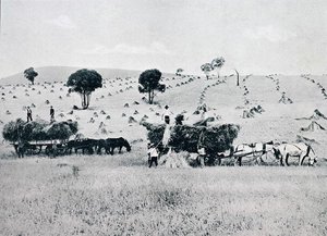 हार्वेस्टिंग, न्यू साउथ वेल्स, c.1900, 'अंडर द सदर्न क्रॉस - ऑस्ट्रेलिया की झलक' से, विदेश विभाग, मेलबर्न द्वारा प्रकाशित द्वारा फोटोग्राफर ऑस्ट्रेलियाई