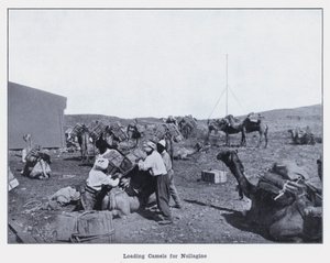 Nullagin के लिए ऊंट लोड हो रहा है (b/w फोटो) द्वारा फोटोग्राफर ऑस्ट्रेलियाई