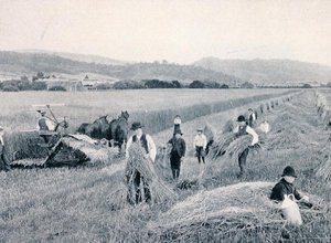 रीपिंग गेहूँ, तस्मानिया, c.1900, 'अंडर द सदर्न क्रॉस - ग्लिम्पसेज़ ऑफ़ ऑस्ट्रेलिया' से, विदेश विभाग, मेलबर्न द्वारा प्रकाशित द्वारा फोटोग्राफर ऑस्ट्रेलियाई