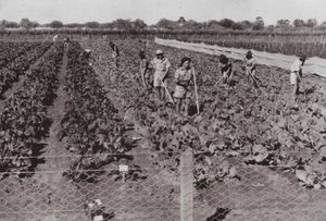 तथाकथित डेजर्ट कंट्री में ट्रांसकॉन्टिनेंटल रोड के पास उगाई जाने वाली सब्जियां, बोर वाटर से सिंचित (बी/डब्ल्यू फोटो) द्वारा फोटोग्राफर ऑस्ट्रेलियाई