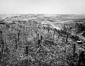 WWI ने हिंडनबर्ग लाइन के हिस्से, जर्मन ब्यूरेवोइर स्थिति के कांटेदार तार की रक्षा की द्वारा फ़ोटोग्राफ़र जर्मन