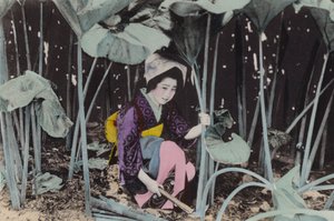 जापान, c.1912: विशाल बोग-रूबर्ब, जंगली पौधा, अकिता (फोटो) द्वारा फोटोग्राफर जापानी