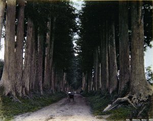 निक्को में एक पेड़-पंक्तिबद्ध सड़क पर रिक्शा, c.1900 (रंगीन फोटो) द्वारा फोटोग्राफर जापानी