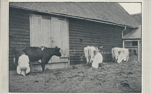 मिल्किंग गाय, 1910