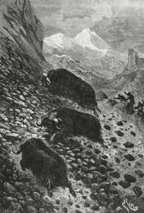 कस्तूरी बैल, एडौर्ड रिउ द्वारा लकड़बग्घा (1833-1900) द्वारा ब्लेज़ निकोलस ले सुयूर