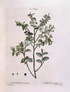 बिलबेरी (वैक्सीनियम मायर्टिलस), हेनरी लुई डुहामेल डू मोंसेउ, वानस्पतिक प्लेट द्वारा पियरे जोसेफ रेडौटे द्वारा पियरे जोसेफ रेडाउट