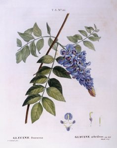 विस्टेरिया (ग्लाइसिन फ्रूटसेन्स), हेनरी लुई डुहामेल डू मोंसेउ, वानस्पतिक प्लेट द्वारा पियरे जोसेफ रेडौटे द्वारा पियरे जोसेफ रेडाउट
