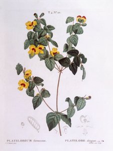 सुंदर फ्लैट-मटर (प्लेटीलोबियम फॉर्मोसम), हेनरी लुई डुहामेल डू मोंसेउ, वानस्पतिक प्लेट द्वारा पियरे जोसेफ रेडौटे द्वारा पियरे जोसेफ रेडाउट